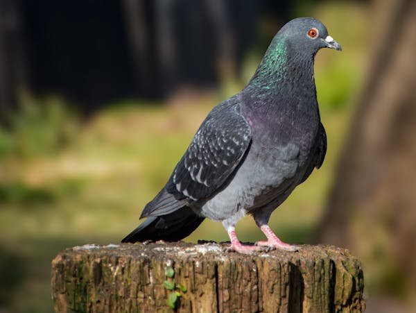Top astuces pour poser un filet anti-pigeon sans effort